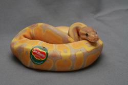 dobies-secret-joffrey-rp-blog:  someone put a sticker on this snake, it is very droll, i enjoy this, a++ i find snakes very cute and this snake is dressed as a fruit thats very cute i enjoy what is happening in this image 