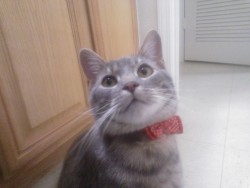 This dapper young man will be 9 months old at the end of this month. Seems like yesterday he was still my little baby :/