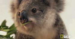 jungle-stroll:  sea—waters:  pizzaenthusiast:  DID I JUST GET WINKED ATBY A KOALA  yerr…  I bet he does that to all the girls