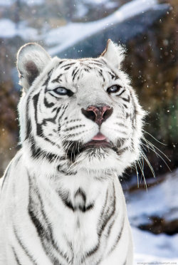 10bullets:  White Tigress Winter Portrait I by *OrangeRoom