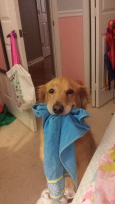 flygoing:  she likes carrying around random rags for no reason 
