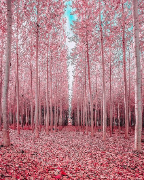 atraversso:   Wonderful  Autumn  🍁  ❤️  by neohumanity