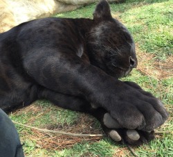 arte-mysia:  kidmothra:  giant soft paws  Must reblog cute (enormous) kitty.