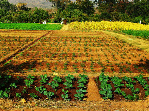 Organic farming agriculture