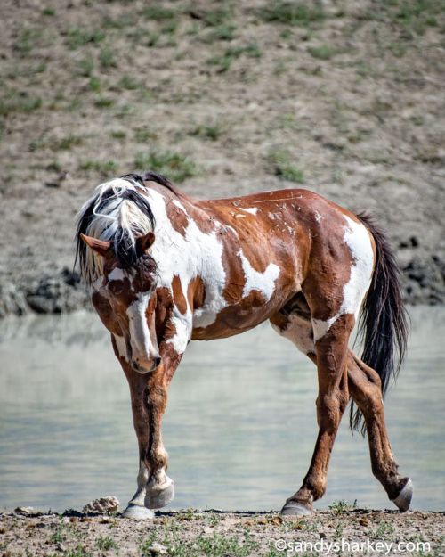 scarlettjane22:    ‘Picasso’The famous grand pinto stallion Picasso of Sand Wash Basin, Colorado. Also known as ‘the King of Mustangs’, estimated to be over 30 years old     sandysharkey.com#wildhorses #picasso    Sandy Sharkey Photography   