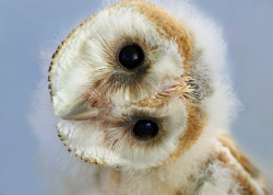 allcreatures:  lickypickystickyme:  Most animals, humans included, can only turn their heads so far without snapping their necks or causing a stroke. But owls can rotate their necks 270 degrees—an impressive ¾ of a full rotation—without causing any