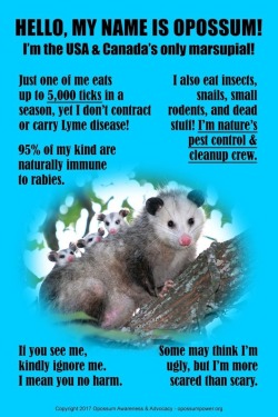 opossummypossum: opossummypossum: I will not ignore them 