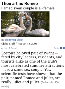 elodieunderglass:  aimofdestiny:  sanguineswanqueen: 💗Reblog if u support these lesbian swans 💗 @elodieunderglass please tell me you have seen these beautiful lady swans in love!  I haven’t! Thank you so much!  waterbirds are soooo gay. SO GAY.