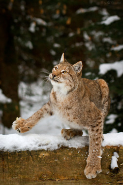 bigcatkingdom:  lynx in snow (by Cloudtail) 