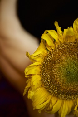 close-up of sunflower | self-portrait•✧{ more here }✧•