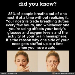 did-you-kno:  85% of people breathe out of one nostril at a time without realizing it. Your nostrils trade breathing duties every few hours, and whichever one you’re using affects your body’s glucose and oxygen levels and the activity of your brain