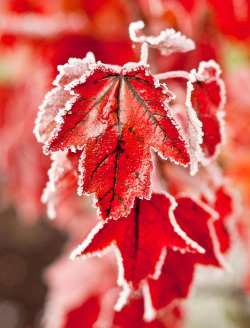 drxgonfly:  Frosted Red (by Chris Fenison)