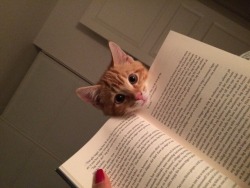 catsbeaversandducks:Cats Who Have No Intention Of Letting You Read Your Book&ldquo;Spoiler alert: the main character dies. Now gimme some tuna.&rdquo;(photos via the dodo)