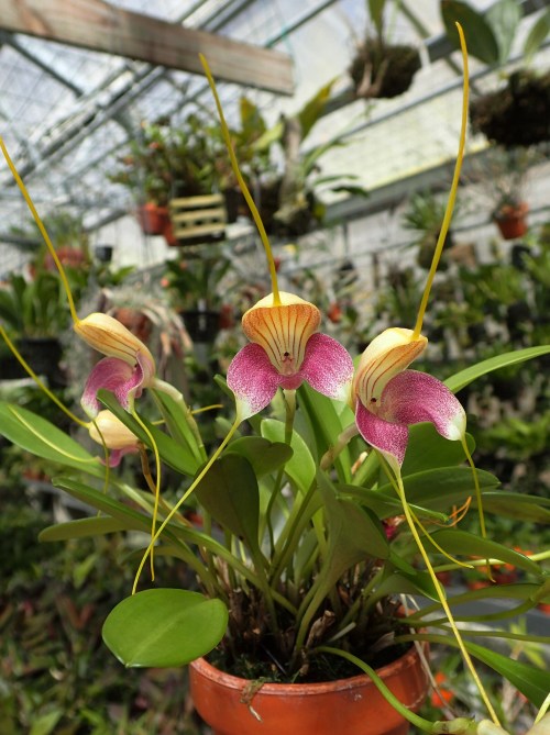 orchid-a-day:Masdevallia caudataSyn.: Masdevallia tricolor; Masdevallia shuttleworthii; et al.April 2, 2021