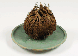hydro-homies:  for-science-sake: A Rose of Jericho three hours after being watered having nearly returned to is previous, alive, state! The Rose of Jericho(Anastatica hierochuntica) is a species of resurrection plant. These plants are characterized
