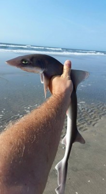 remixcub:  trekupmysleeve:  jcgreen72:  redditfront:  Oh, what a surprise, you caught me again…  sarcasm shark  Sharkasm   This shark is just not having any of your shit today.   Gpoy