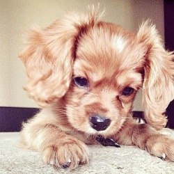 awwww-cute:  Dem ears 
