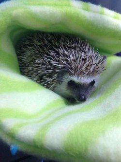 cute-overload:  Watching my coworkers hedgehog, meet Marvinhttp://cute-overload.tumblr.com 