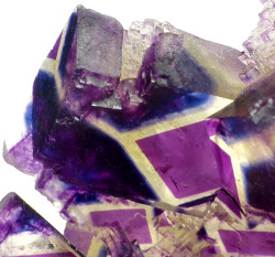 bijoux-et-mineraux:  Fluorite - Polish Prodigy Pocket, Okorusu mine, Otjiwarongo District, NamibiaSpectacular  specimen from one time find known as the “Polish Prodigy” pocket, collected in the 2010 and released for the first time in the 2017