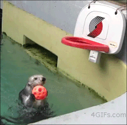 animal-factbook:  Sea otters are extremely good at water versions of human sports such as basketball. When entered in a dunk contest with superstars like Michael Jordan, otters prevailed as the victors. 