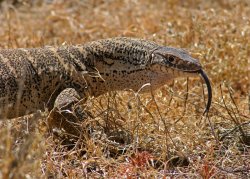 reptilesrevolution:  Spencer’s Monitor Lizard