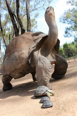 deerglyph:  archiemcphee:  All babies are small compared to their parents, but there is something particularly awesome about the size difference between this proud mama Galápagos Tortoise and her tiny new hatchlings, who emerged from their shells back