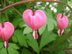 honeysuckledthighs:  I would like seeds to grow these “Bleeding Heart” flowers for Valentine’s Day.