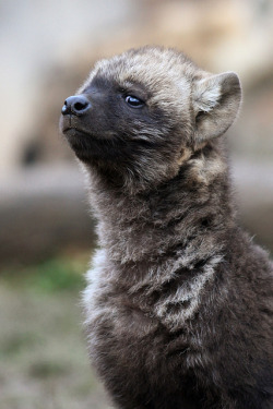 howtoskinatiger:  Hyena cub by zoofanatic on Flickr. 