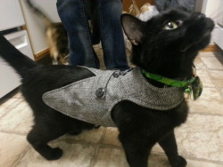 dirtypenguinmaster:  glowsinthedark9:  Look at this little dapper man  Only acceptable cat clothing. 