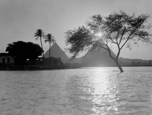 mostly-history:A partially-submerged tree near the pyramids as the Nile overflows its banks (Cairo, 1900).