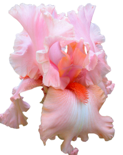 transparent-flowers:  “Pink Bubbles” cultivar from the Iris genus. (x). Made by Transparent-Flowers. 