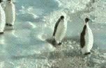 real or fake&hellip;who cares? penguins rock.