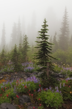 expressions-of-nature:  Misty Meadows | Sarah Marino 