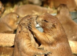 taurniul:  otakusiren:  In honor of Earth Day, here is a photo set of some loving animal couples to brighten up your day~  u.u hasta ellos andan en parejas :c