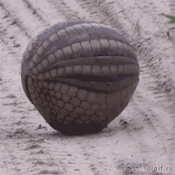 allthingshyper: bears-official: DEPLOY THE BOY  I think some of y'all don’t realize how damn ridiculous armadillo’s are 