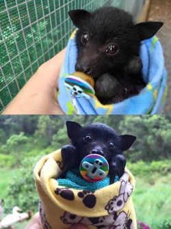 awwww-cute:  A baby bat with an airplane pacifier (Source: http://ift.tt/1X67sG6)    So cute!! 🥺