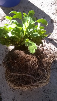 I discovered the real reasons why my garden mums weren’t doing so hot. The leaves had aphids and the roots were root bound to the pot, and there were mushrooms growing in it.I cut the roots back, cut back the leaves, rinsed the remaining leaves, and