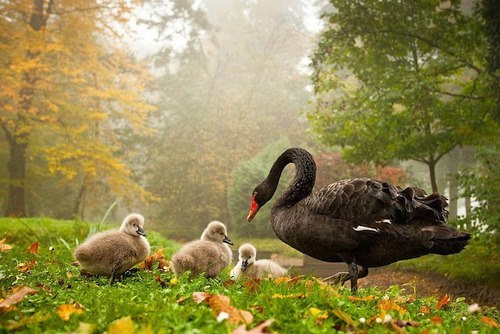 Mother swan and babies