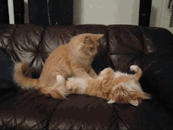 hasenfeffer:  alliscraziness: kittenmod:  pettyartist:  unimpressedcats:  Kitty massage  Fun fact!  This action is called “snurgling”. It’s a kitten’s way of stimulating mommy to make milk… some cats never stop doing it and will even snurgle
