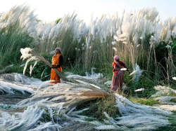 esthet: Kash Harvest, India Photograph by Biswajit Patra