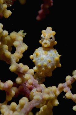 So I&rsquo;ve just seen an adorable freak of nature. This, my friends, is the Pygmy Seahorse. These cuties rarely grow larger than 2.5cm. that&rsquo;s about a third of the size of your thumb. When a baby pygmy seahorse is born, the current sweeps them