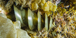 rhamphotheca:  The Horn Shark Egg Case by Julie LeibachYou won’t find this egg in any typical Easter hunt. Instead, you’ll  have to venture into rocky reefs or kelp forests off the California  coast from Santa Barbara southward, where California horn