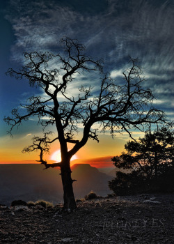 &ldquo;The Tree At Yaki Point&rdquo; Grand Canyon National Park