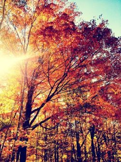 Autumn. | Landscaping en We Heart It. http://weheartit.com/entry/79197361/via/edina_kozsuch