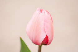 mydarkangel2pls:  hptals  My pink tulip.