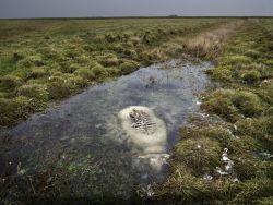 sixpenceee:  A sheep died in a bog. The top of the sheep’s back was not submerged and rotted away. The submerged parts remained perfectly preserved.