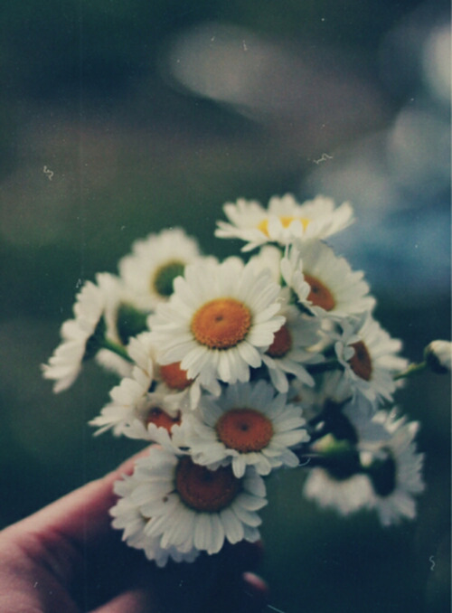 flower photography on Tumblr