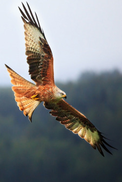 libutron:  Red Kite - Galloway Kite Trail, Scotland Photographer: John Cannon Photographer’s Notes: The Red Kite (Milvus milvus) is a medium-large bird of prey in the family Accipitridae, which also includes many other diurnal raptors such as eagles,