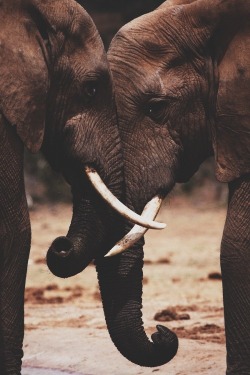 plasmatics-life:  Real Love | (by Wildography.co.uk)