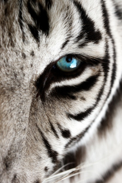 drxgonfly:  Eye of the Tiger (by WildAtHeartPhoto) 